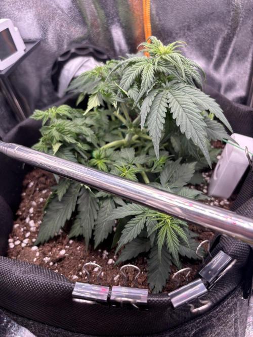 The second grow, winter is coming. Week 4