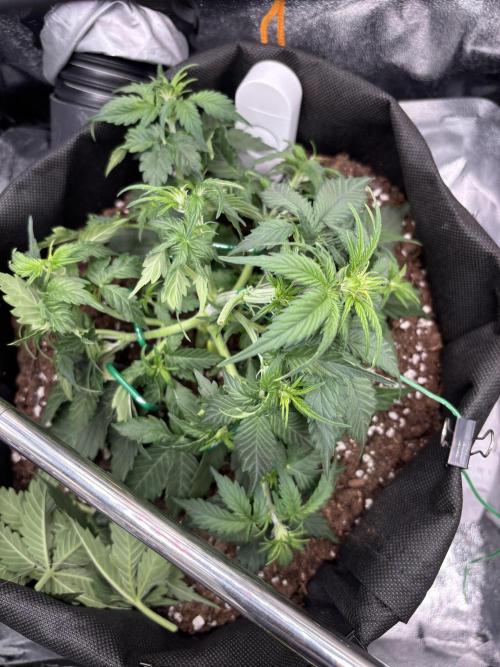 The second grow, winter is coming. Week 4