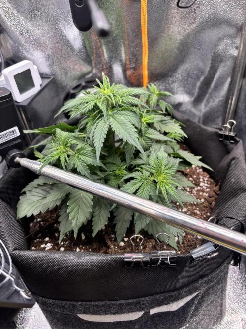 The second grow, winter is coming. Week 4