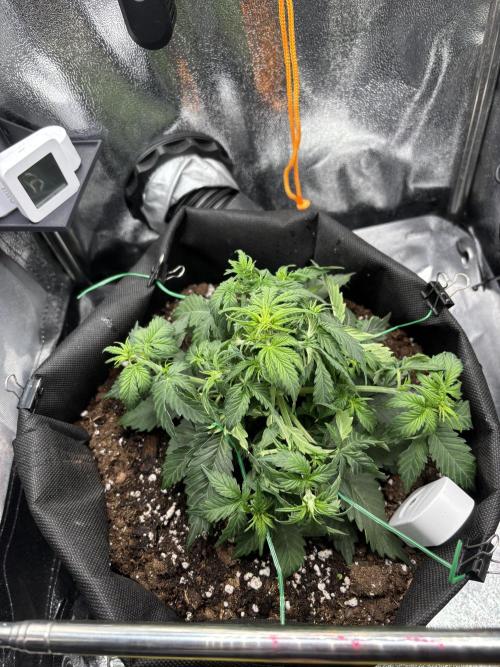 The second grow, winter is coming. Week 4