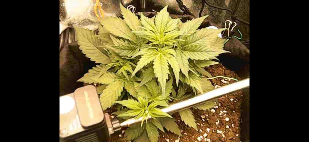 The second grow, winter is coming. Week 4