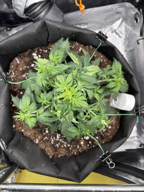 The second grow, winter is coming. Week 4