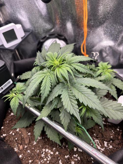 The second grow, winter is coming. Week 4