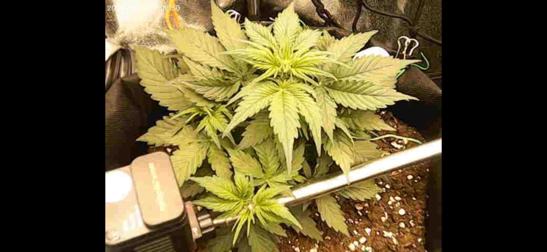 The second grow, winter is coming. Week 4