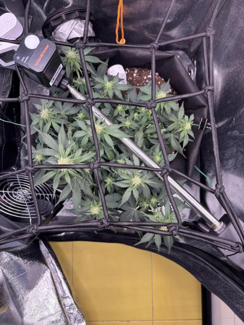 The second grow, winter is coming. Week 5