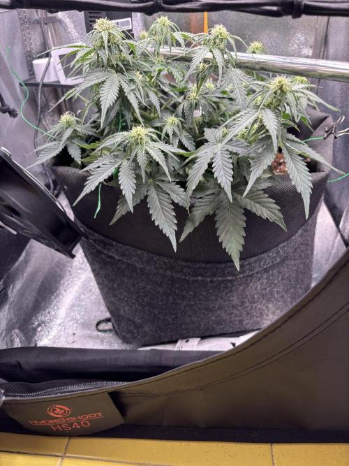 The second grow, winter is coming. Week 5