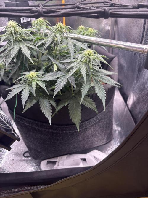 The second grow, winter is coming. Week 5
