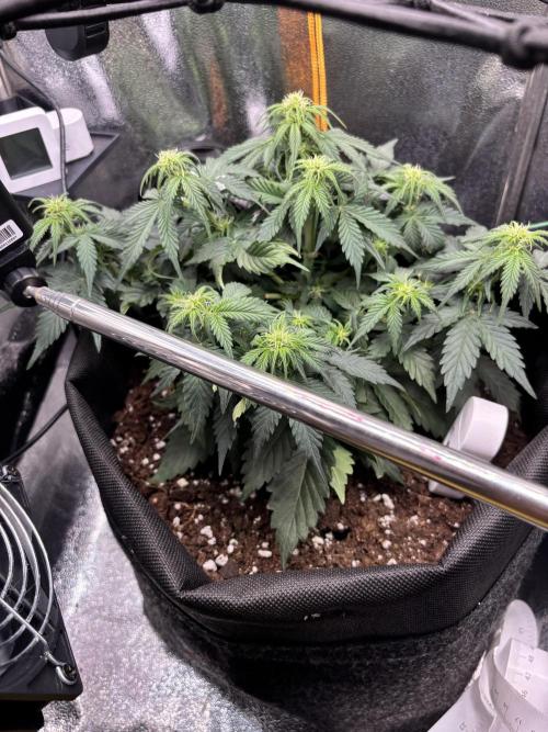 The second grow, winter is coming. Week 5