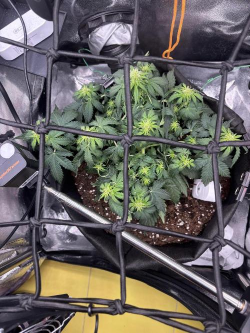 The second grow, winter is coming. Week 5