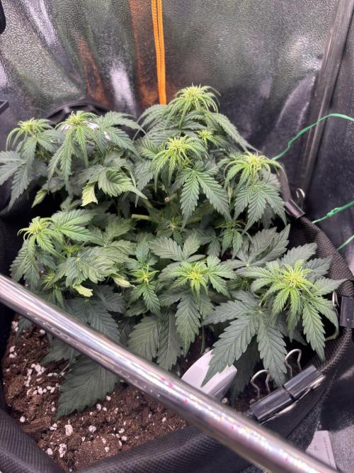 The second grow, winter is coming. Week 5