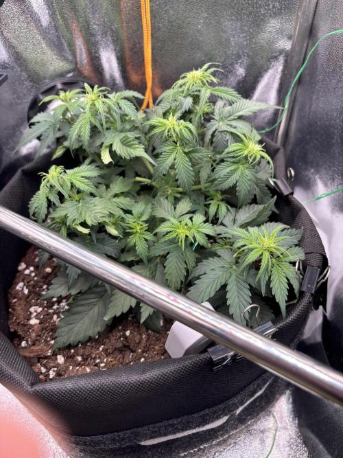 The second grow, winter is coming. Week 5