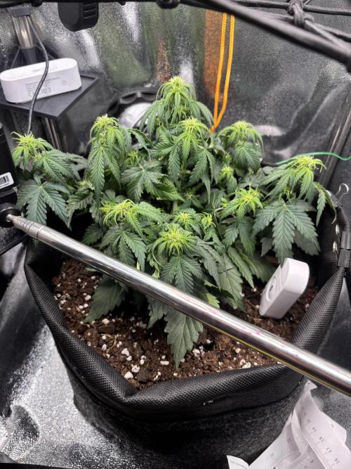 The second grow, winter is coming. Week 5