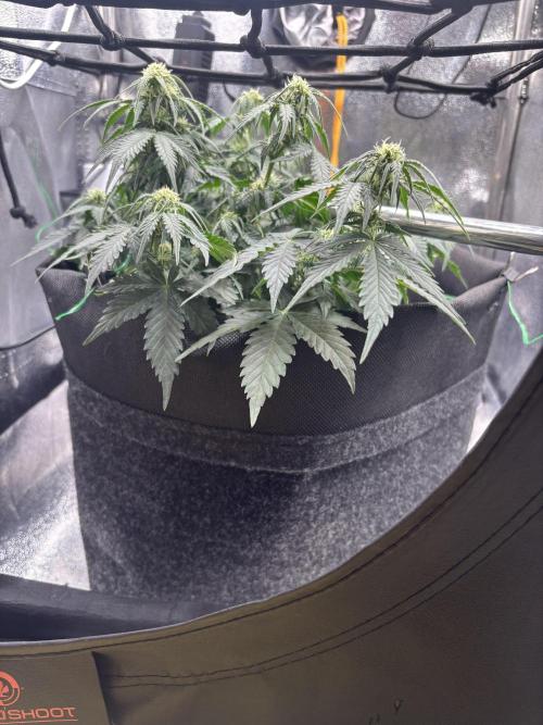 The second grow, winter is coming. Week 6