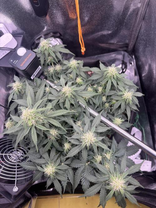 The second grow, winter is coming. Week 6