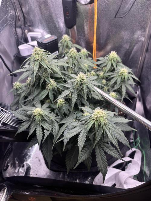 The second grow, winter is coming. Week 6