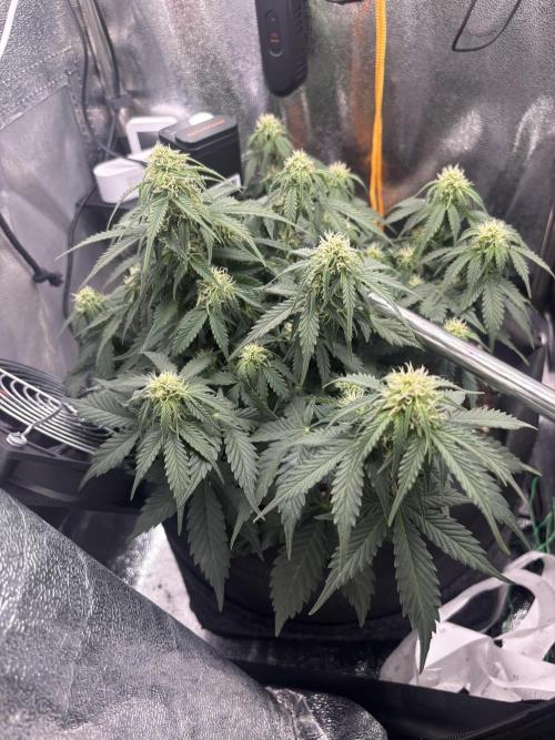 The second grow, winter is coming. Week 6