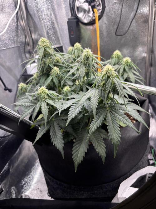 The second grow, winter is coming. Week 6