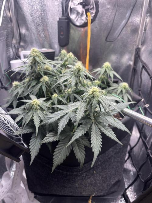 The second grow, winter is coming. Week 6