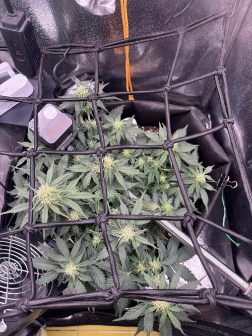 The second grow, winter is coming. Week 6