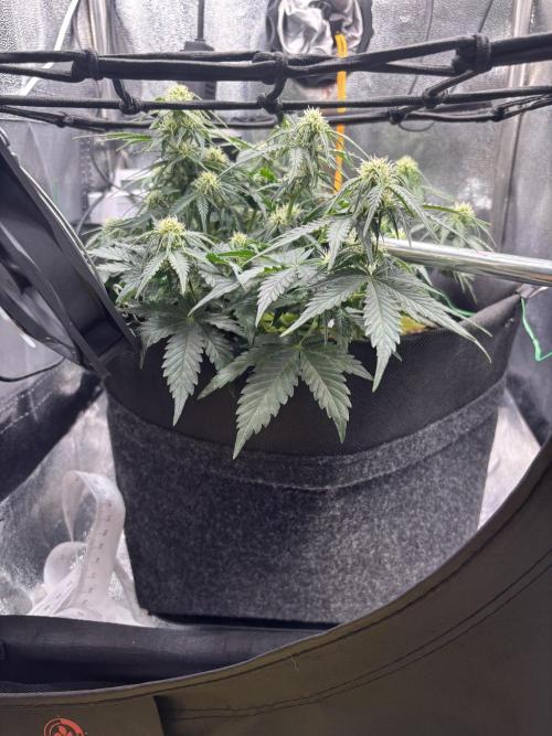 The second grow, winter is coming. Week 6