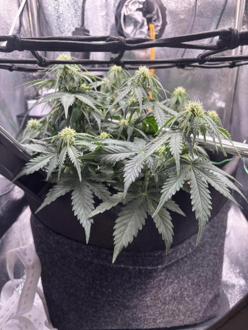 The second grow, winter is coming. Week 6