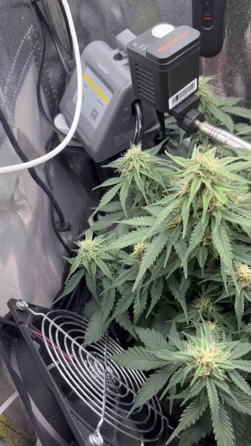 The second grow, winter is coming