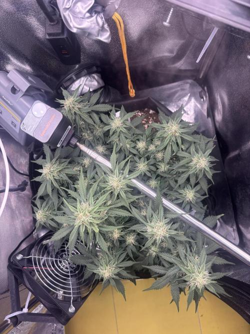 The second grow, winter is coming. Week 7