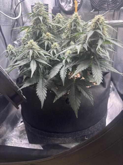 The second grow, winter is coming. Week 7