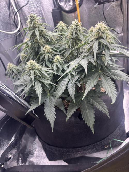 The second grow, winter is coming. Week 7