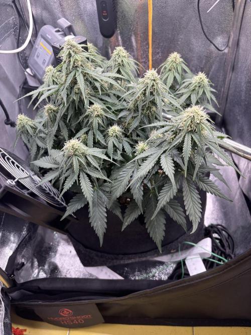 The second grow, winter is coming. Week 7