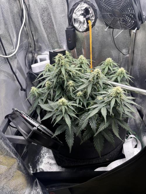 The second grow, winter is coming. Week 7