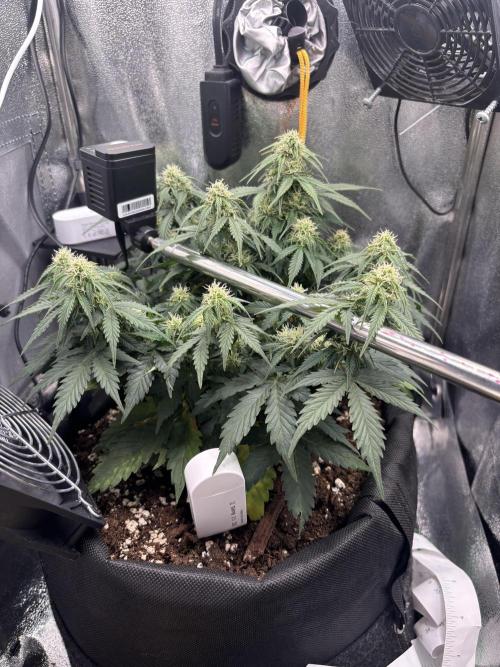 The second grow, winter is coming. Week 7