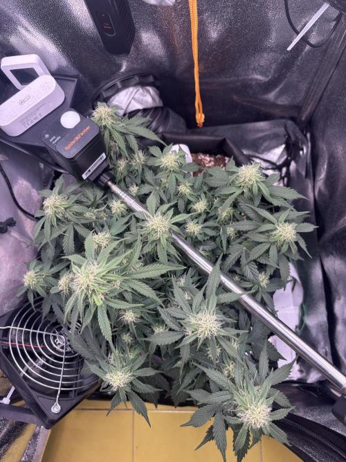 The second grow, winter is coming. Week 7