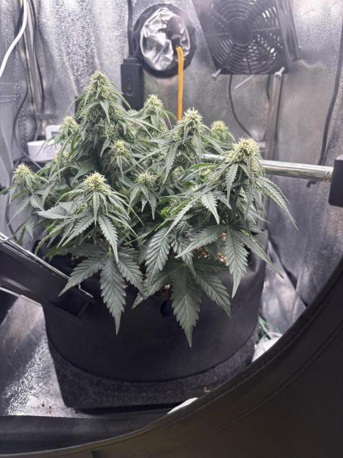 The second grow, winter is coming. Week 7