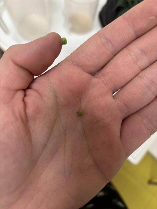 The second grow, winter is coming. Week 7