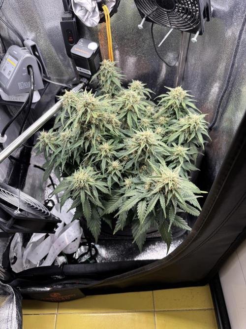 The second grow, winter is coming. Week 8