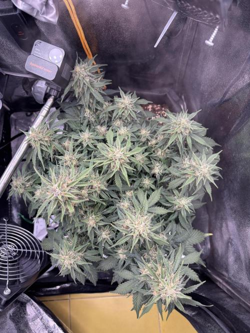 The second grow, winter is coming. Week 8