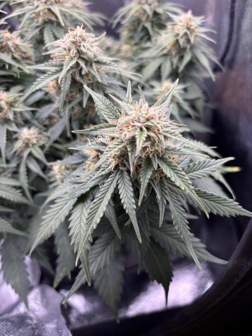 The second grow, winter is coming. Week 8