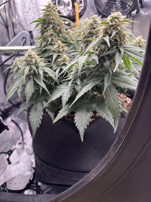 The second grow, winter is coming. Week 8