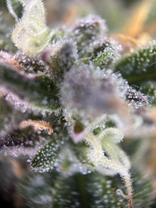 The second grow, winter is coming. Week 8