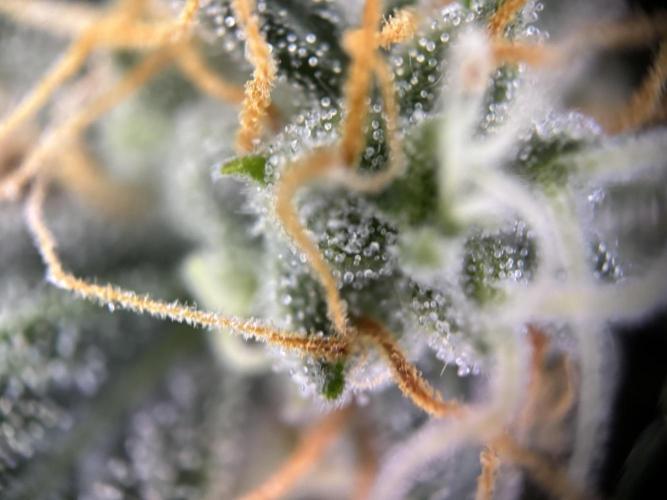 The second grow, winter is coming. Week 8