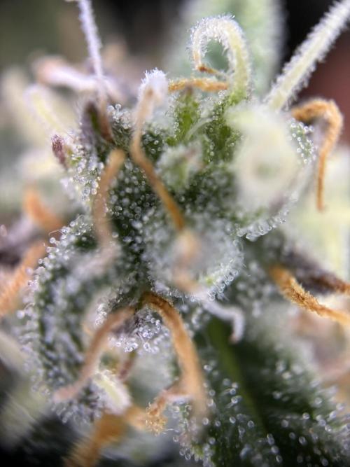 The second grow, winter is coming. Week 8