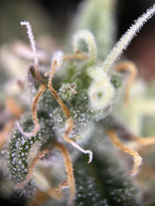 The second grow, winter is coming. Week 8