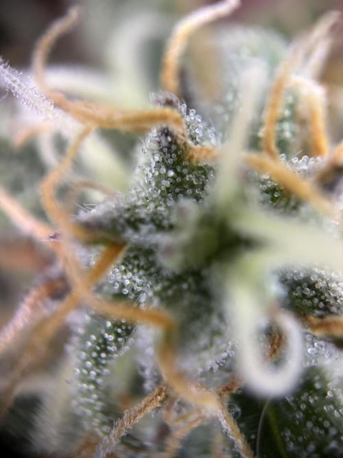 The second grow, winter is coming. Week 8