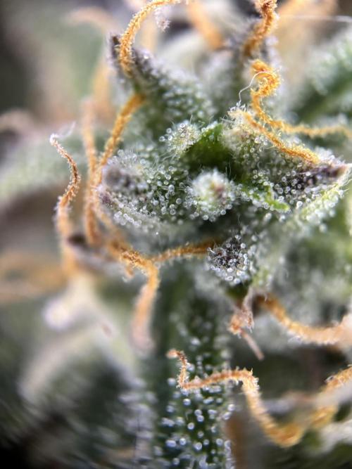 The second grow, winter is coming. Week 8