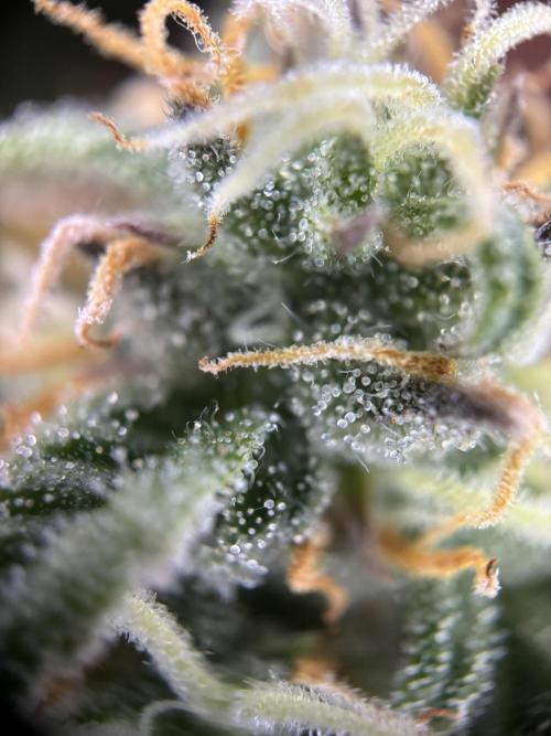 The second grow, winter is coming. Week 8