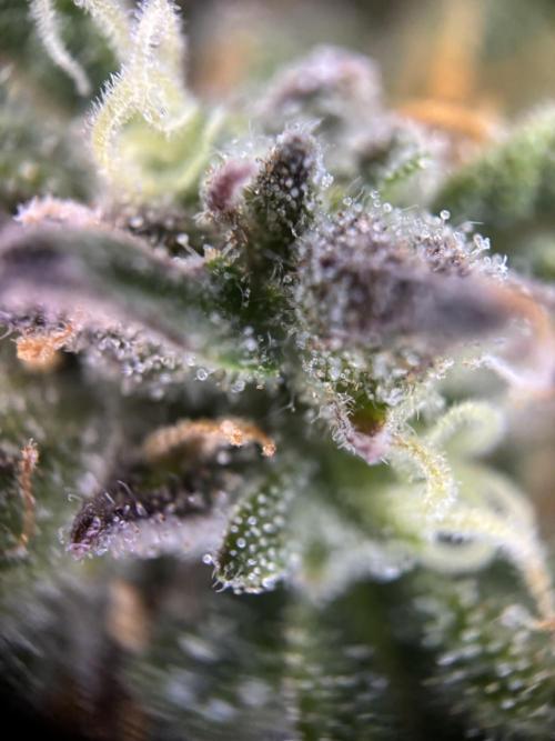 The second grow, winter is coming. Week 8