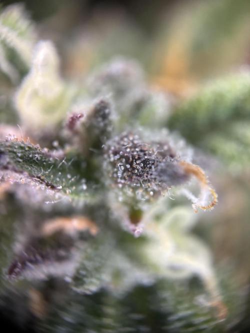 The second grow, winter is coming. Week 8