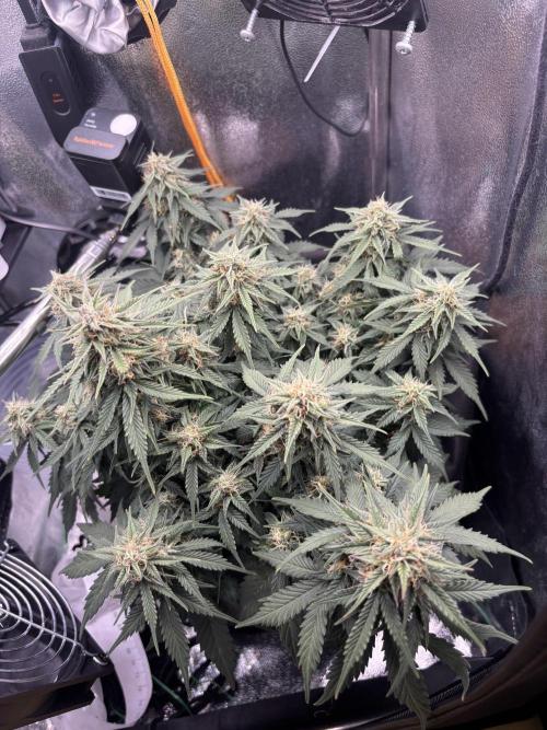 The second grow, winter is coming. Week 8