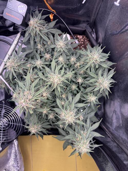 The second grow, winter is coming. Week 8